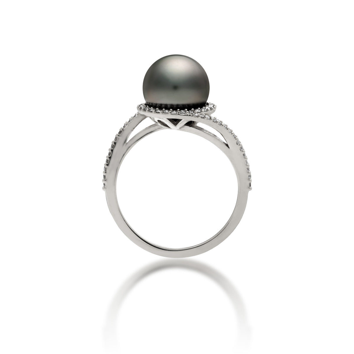 Profile view of a 14k white gold ring with a páve diamond band that curves to the top to form a diamond halo around a Tahitian black pearl, shown on a white background